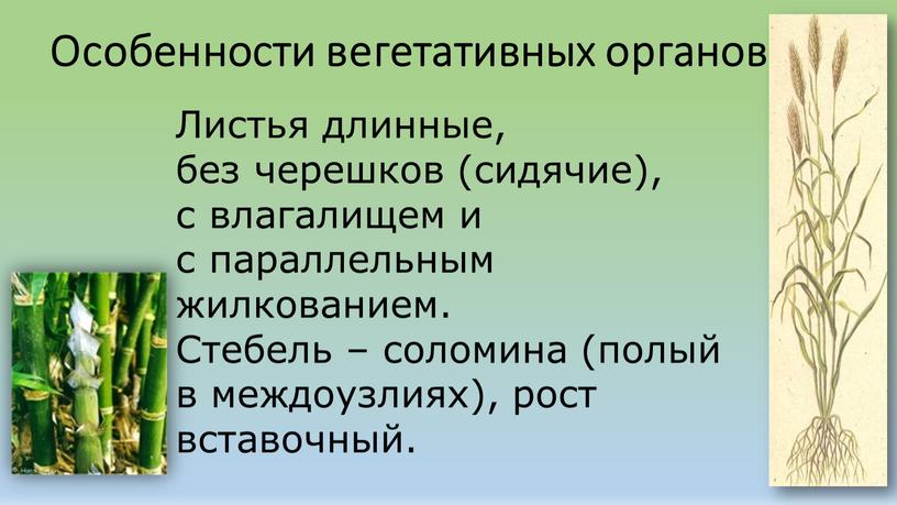 Особенности вегетативных органов