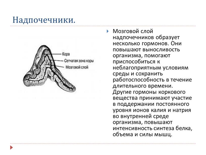 Надпочечники. Мозговой слой надпочечников образует несколько гормонов