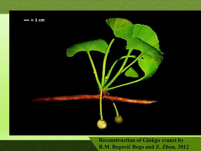 Reconstruction of Ginkgo cranei by