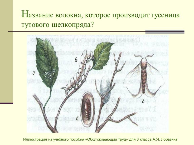 Название волокна, которое производит гусеница тутового шелкопряда?