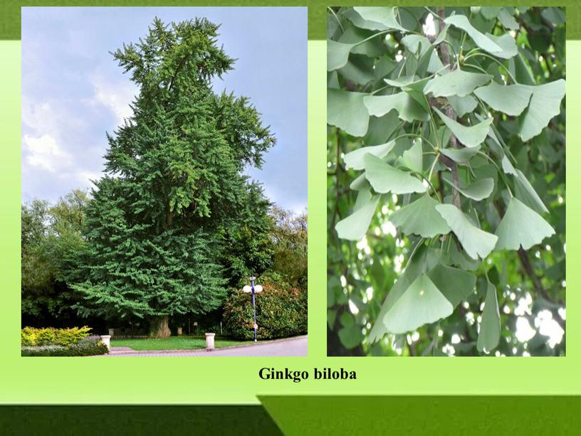 Ginkgo biloba