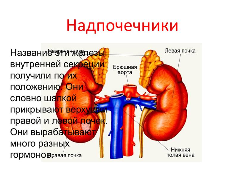 Надпочечники Название эти железы внутренней секреции получили по их положению