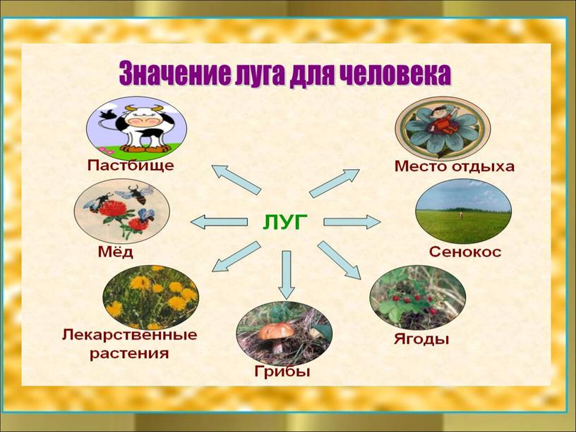 Интегрированный урок математики и окружающего мира в 4 классе «Математическое путешествие на цветочный луг»