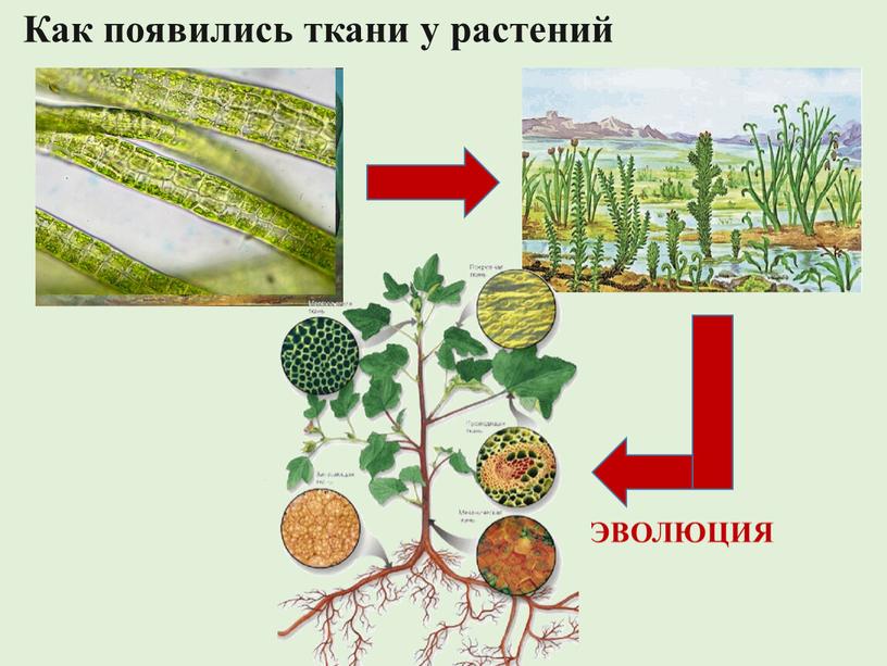 Как появились ткани у растений