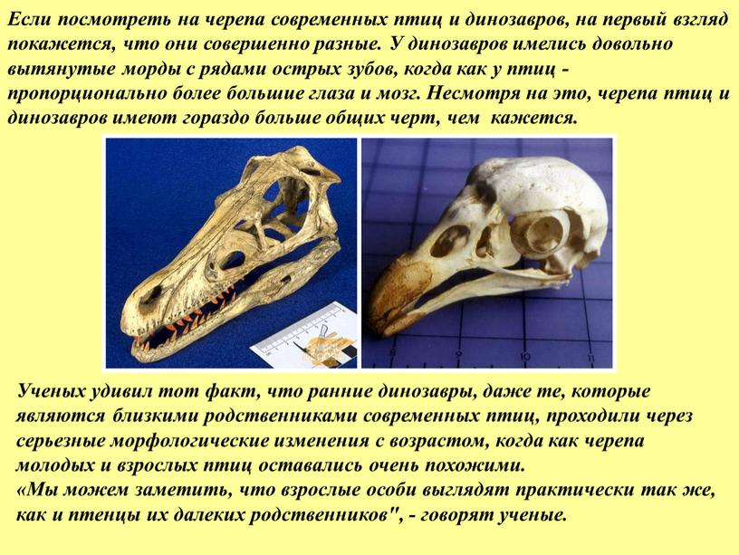 Если посмотреть на черепа современных птиц и динозавров, на первый взгляд покажется, что они совершенно разные