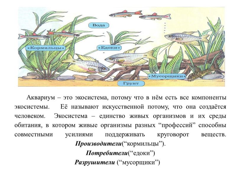 Аквариум – это экосистема, потому что в нём есть все компоненты экосистемы