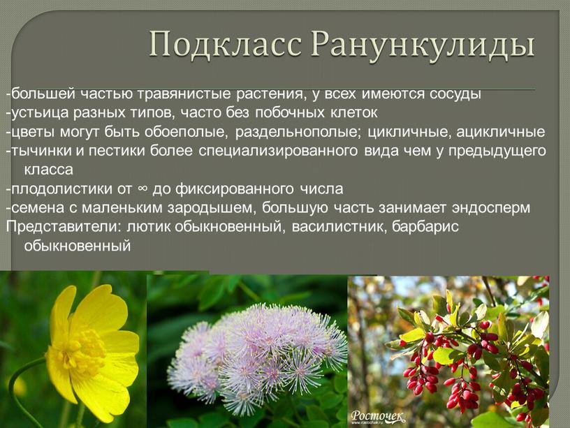 Подкласс Ранункулиды -большей частью травянистые растения, у всех имеются сосуды -устьица разных типов, часто без побочных клеток -цветы могут быть обоеполые, раздельнополые; цикличные, ацикличные -тычинки…