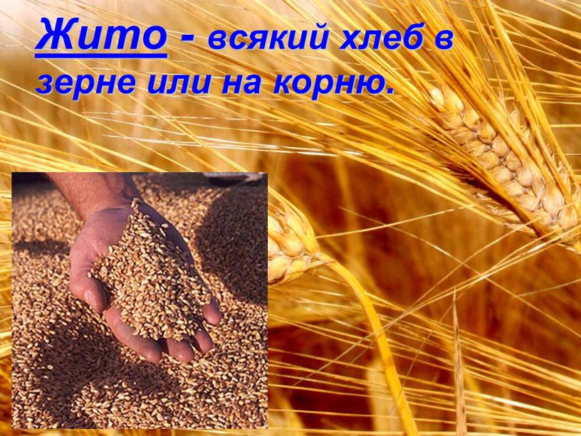 Жито - всякий хлеб в зерне или на корню