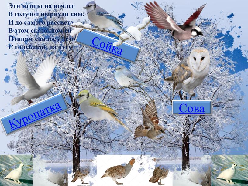 Эти птицы на ночлег В голубой нырнули снег