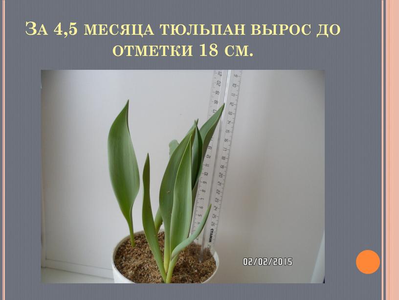 За 4,5 месяца тюльпан вырос до отметки 18 см