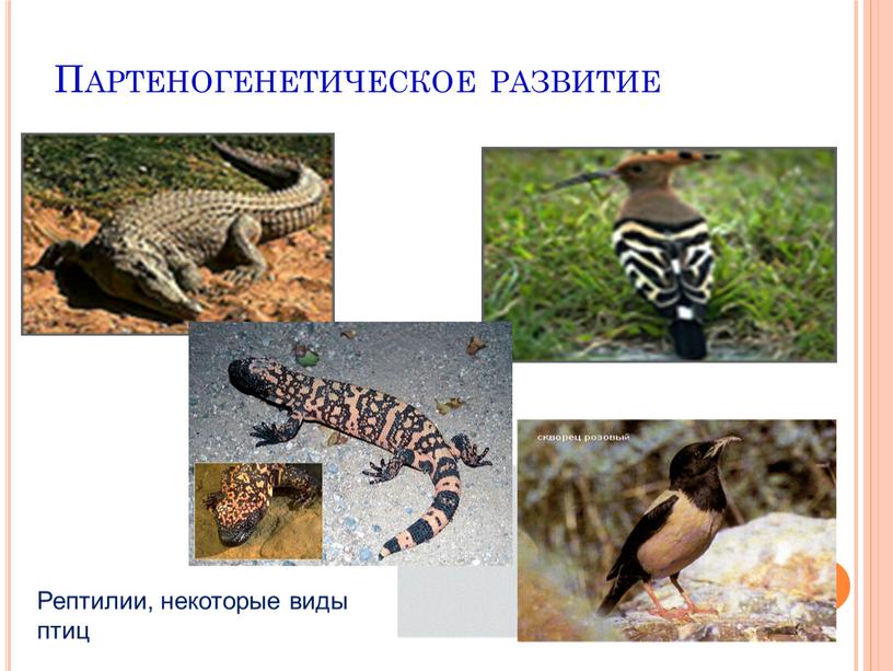 Партеногенетическое развитие Рептилии, некоторые виды птиц