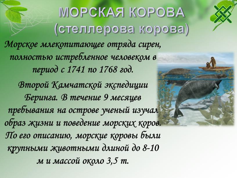 МОРСКАЯ КОРОВА (стеллерова корова)