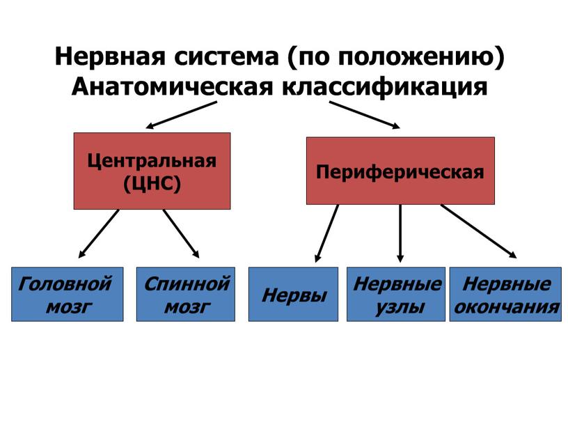 Нервная система (по положению)