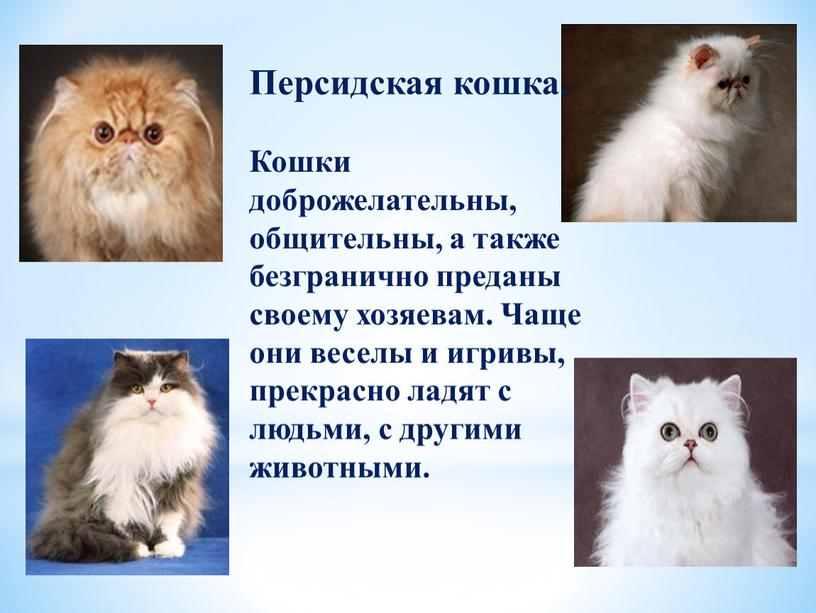 Персидская кошка. Кошки доброжелательны, общительны, а также безгранично преданы своему хозяевам