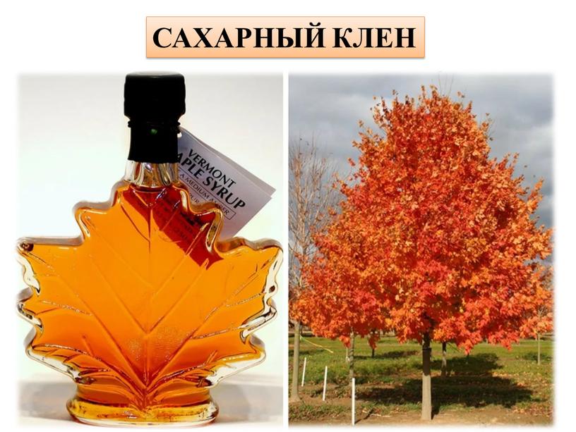 САХАРНЫЙ КЛЕН