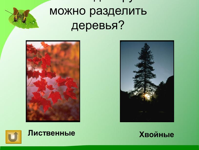 На какие две группы можно разделить деревья?