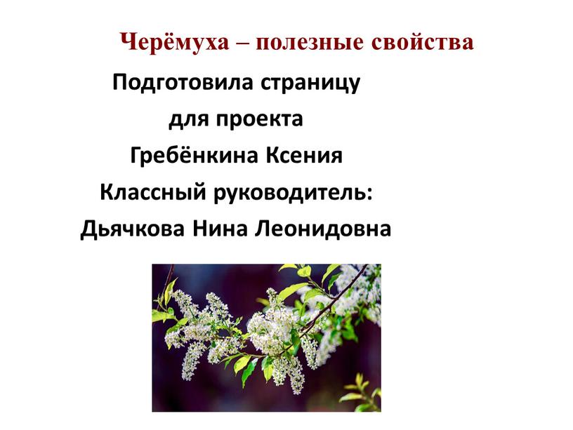 Черёмуха – полезные свойства Подготовила страницу для проекта