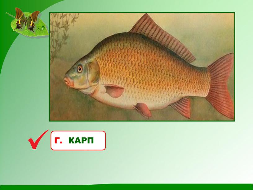 Определите, какая из рыб НЕ встречается в природе в диком виде