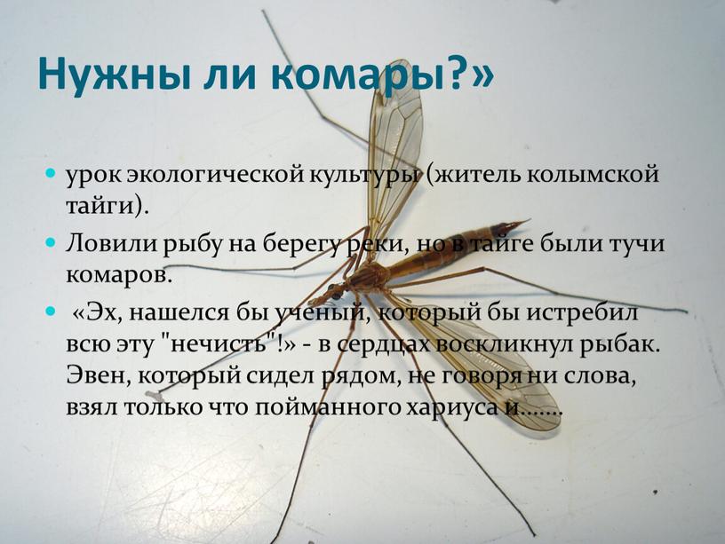 Нужны ли комары?» урок экологической культуры (житель колымской тайги)