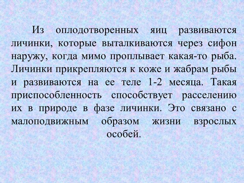 Из оплодотворенных яиц развиваются личинки, которые выталкиваются через сифон наружу, когда мимо проплывает какая-то рыба