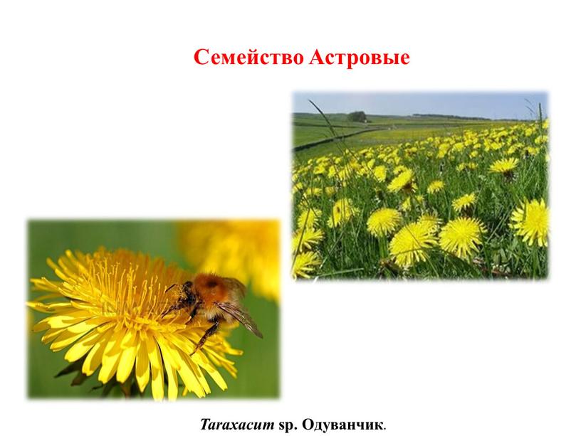 Taraxacum sp. Одуванчик . Семейство