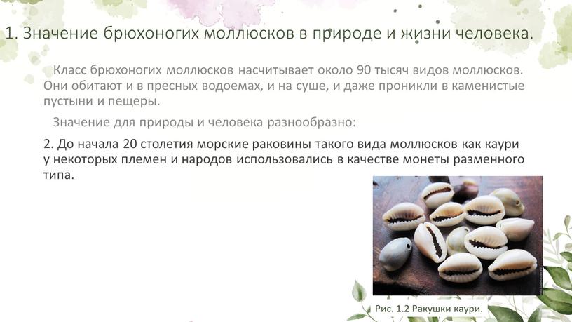Значение брюхоногих моллюсков в природе и жизни человека