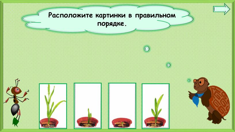 Как живут растения