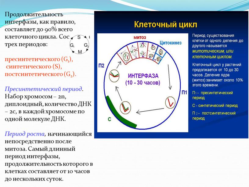 Продолжительность интерфазы, как правило, составляет до 90% всего клеточного цикла