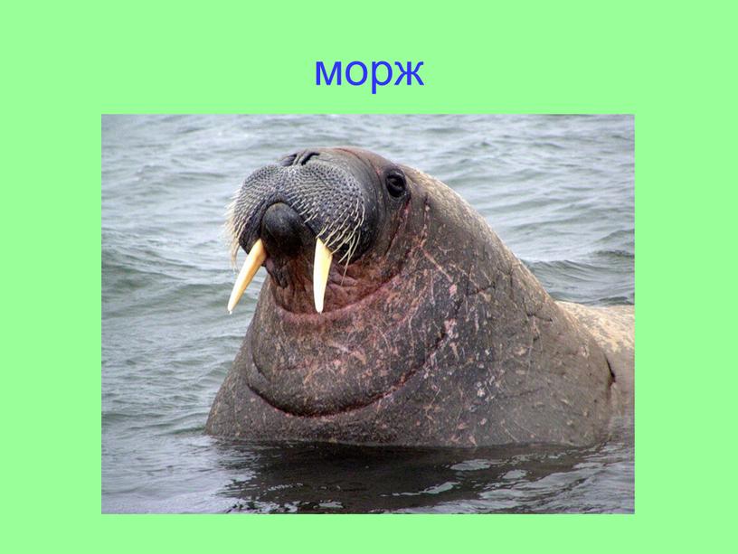 морж