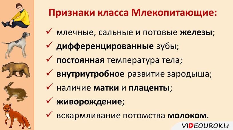 млечные, сальные и потовые железы ; дифференцированные зубы; постоянная температура тела; внутриутробное развитие зародыша; наличие матки и плаценты ; живорождение ; вскармливание потомства молоком .…