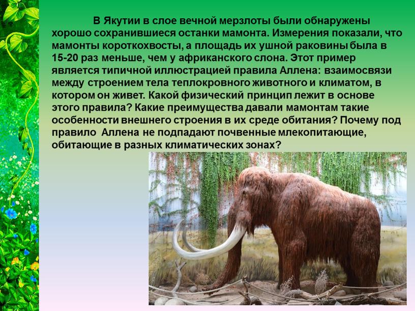 В Якутии в слое вечной мерзлоты были обнаружены хорошо сохранившиеся останки мамонта