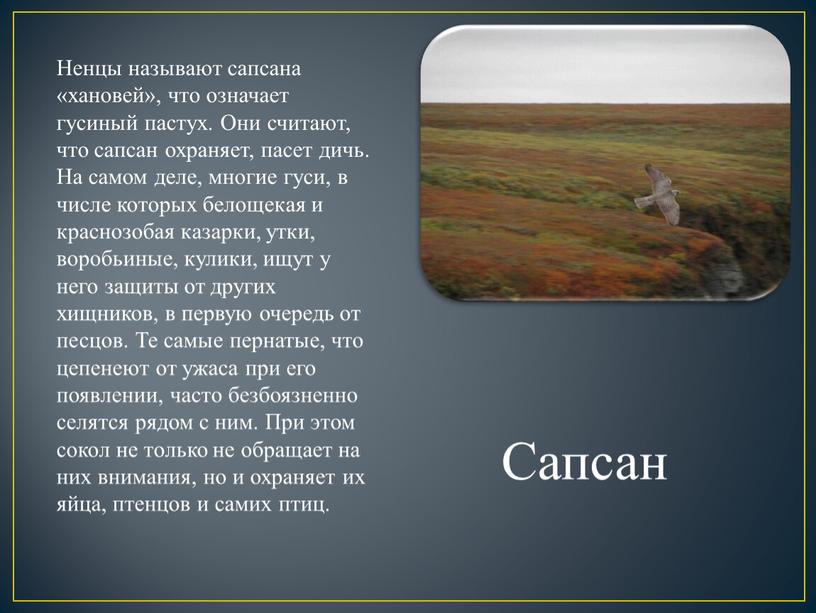 Сапсан Ненцы называют сапсана «хановей», что означает гусиный пастух