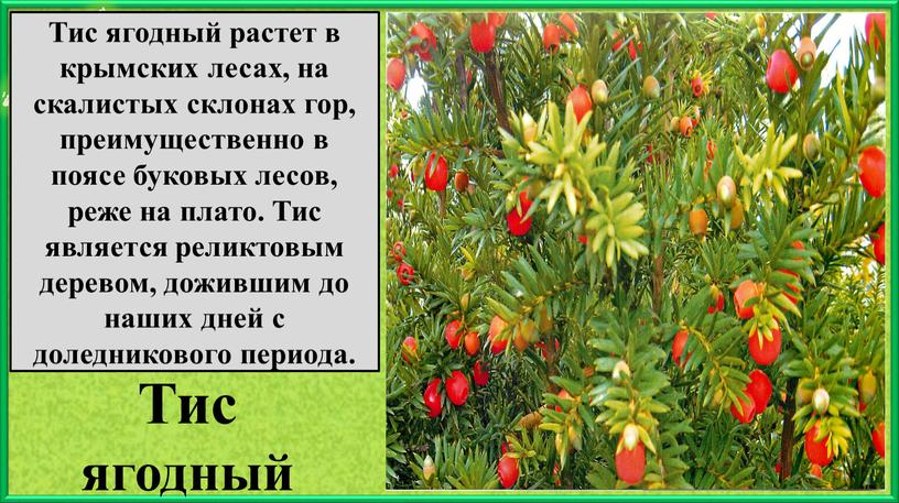 Тис ягодный Тис ягодный растет в крымских лесах, на скалистых склонах гор, преимущественно в поясе буковых лесов, реже на плато
