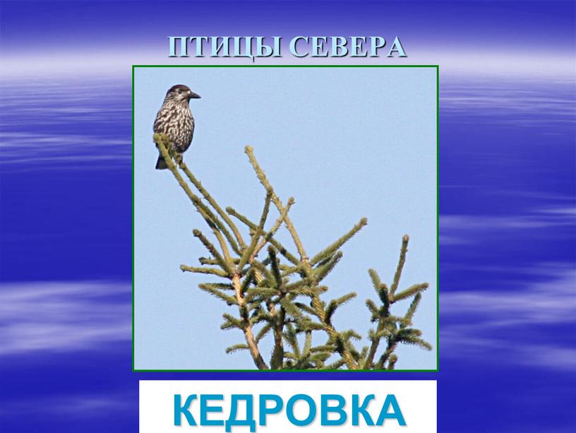 ПТИЦЫ СЕВЕРА КЕДРОВКА