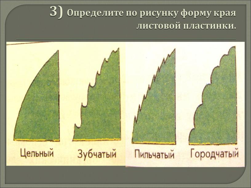 Определите по рисунку форму края листовой пластинки