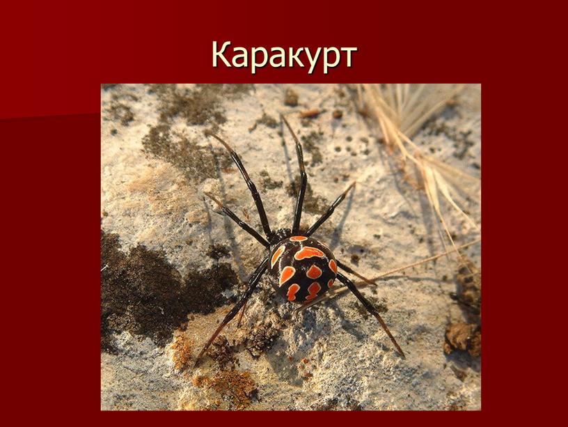 Каракурт