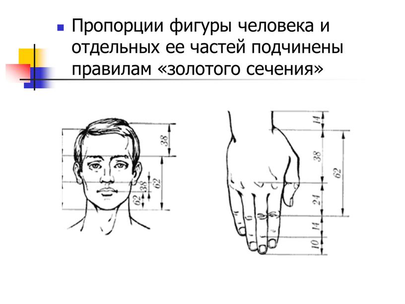 Пропорции фигуры человека и отдельных ее частей подчинены правилам «золотого сечения»