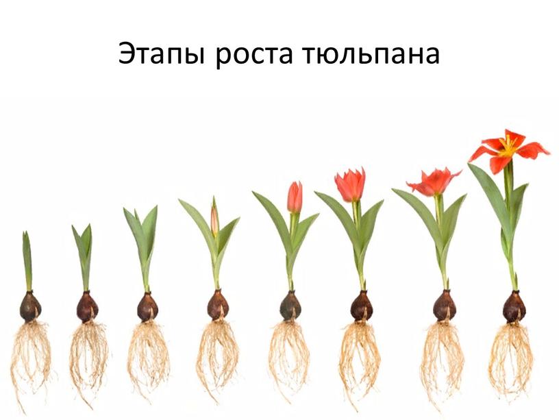 Этапы роста тюльпана