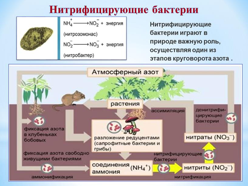 Нитрифицирующие бактерии Нитрифицирующие бактерии играют в природе важную роль, осуществляя один из этапов круговорота азота