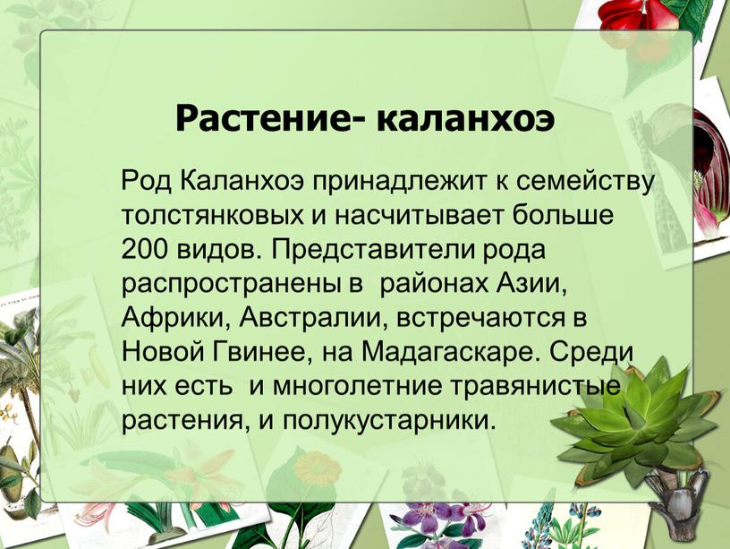 Растение- каланхоэ Род Каланхоэ принадлежит к семейству толстянковых и насчитывает больше 200 видов