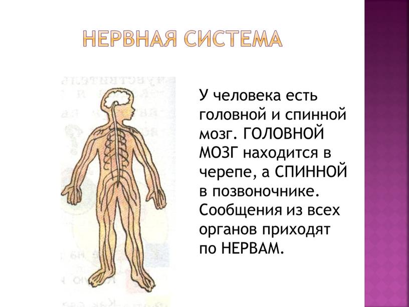 Нервная система У человека есть головной и спинной мозг