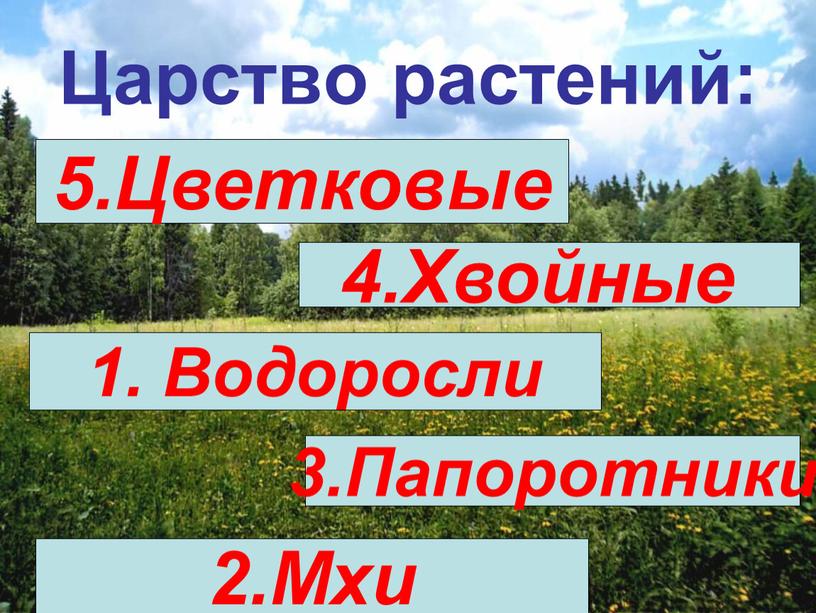 Царство растений: 5.Цветковые 4