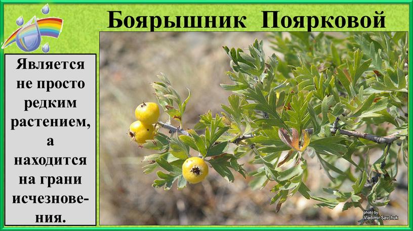 Боярышник Поярковой Является не просто редким растением, а находится на грани исчезнове- ния