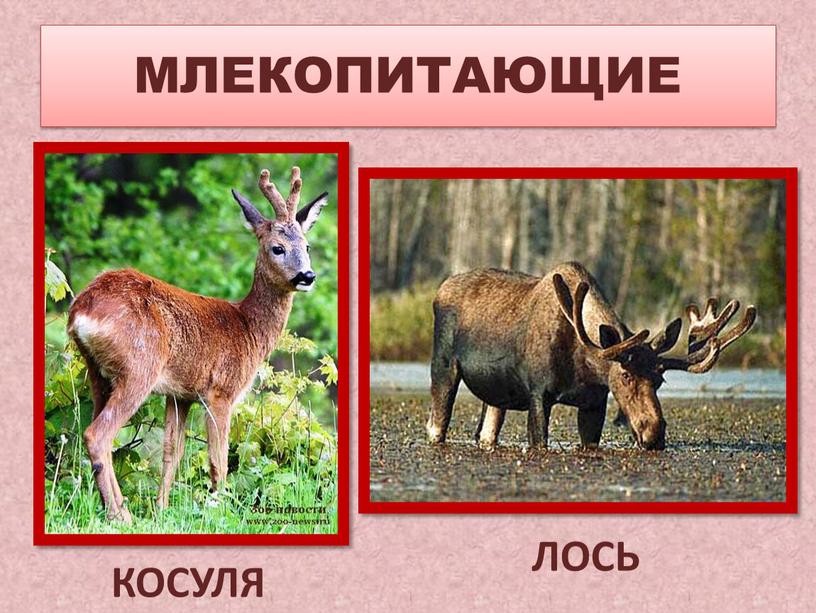 МЛЕКОПИТАЮЩИЕ КОСУЛЯ ЛОСЬ