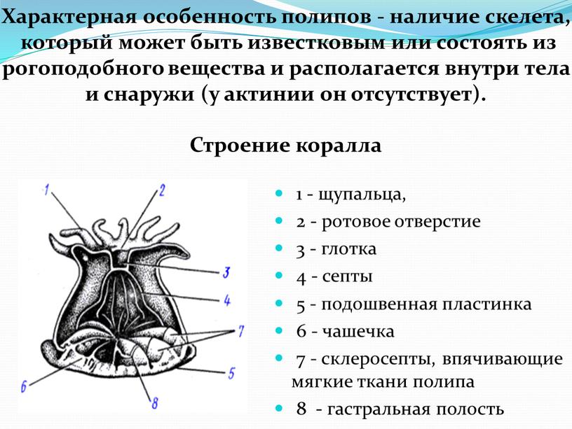 Характерная особенность полипов - наличие скелета, который может быть известковым или состоять из рогоподобного вещества и располагается внутри тела и снаружи (у актинии он отсутствует)