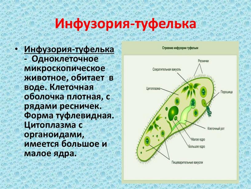 Презентация по окружающему миру по теме "Разнообразие животных".