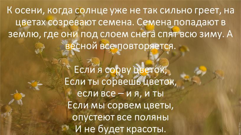 К осени, когда солнце уже не так сильно греет, на цветах созревают семена