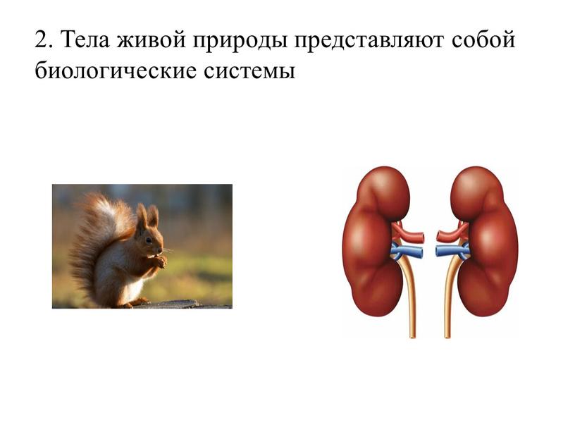 Тела живой природы представляют собой биологические системы
