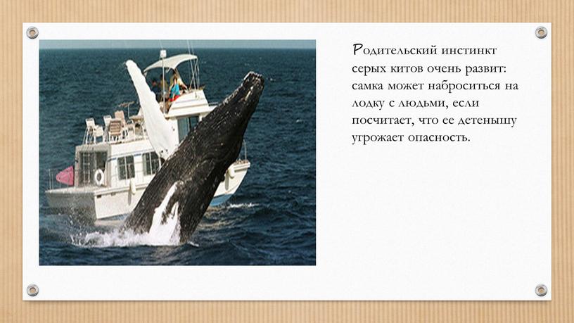 Родительский инстинкт серых китов очень развит: самка может наброситься на лодку с людьми, если посчитает, что ее детенышу угрожает опасность