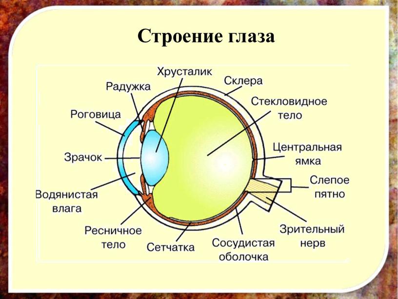 Строение глаза